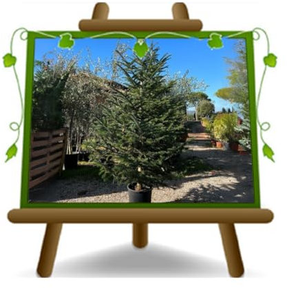 EURO PLANTS VIVAI Pianta di Natale Vero Piante 100% Italiane Nordmanniana Altezze 110~150 cm