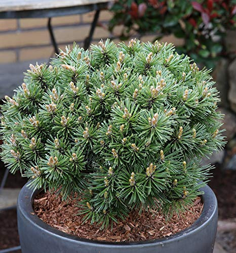 Zwerg Bergkiefer Benjamin 25-30cm - Pinus mugo - lebende Gartenpflanze aus den Baumschulen