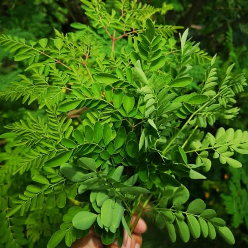 50 pcs meerrettich samen gartenpflanzen winterharte pflanzen für garten gemüsesamen alte sorten stauden samen gemüse samen samen anzucht saatgut zimmerpflanzen balkon pflanze winterharte