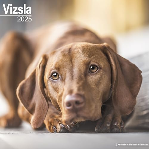 Vizsla - Ungarische Vorstehhunde 2025 - 16-Monatskalender: Original Avonside-Kalender [Mehrsprachig] [Kalender] (Wall-Kalender)