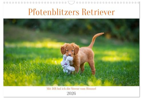 Retriever - Mit DIR hol ich die Sterne vom Himmel (Wandkalender 2026 DIN A3 quer), CALVENDO Monatskalender: Sie sind Apportierhunde, aber für uns sind ... die Sterne vom Himmel holen! (CALVENDO Tiere)