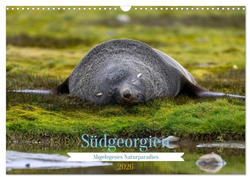 Südgeorgien - Abgelegenes Naturparadies (Wandkalender 2026 DIN A3 quer), CALVENDO Monatskalender: Wunderschöne Aufnahmen vom südlichen Ende der Welt (CALVENDO Natur)