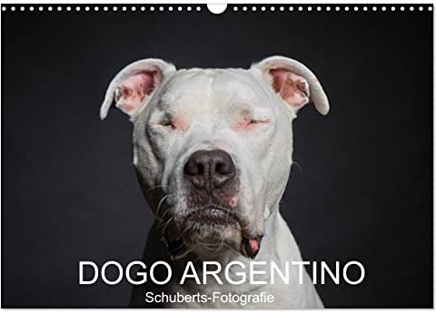 DOGO ARGENTINO (Wandkalender 2026 DIN A3 quer), CALVENDO Monatskalender: Eine Hunderasse zum verlieben (CALVENDO Tiere)