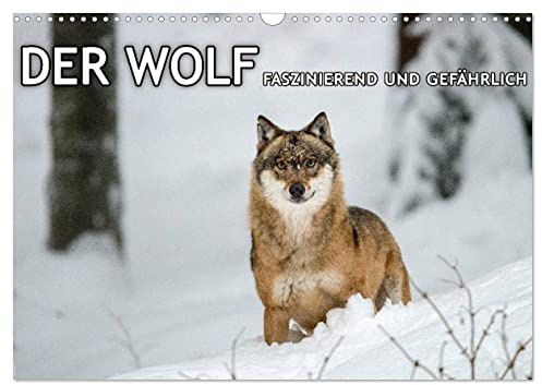 DER WOLF - faszinierend und gefährlich (Wandkalender 2026 DIN A3 quer), CALVENDO Monatskalender: Faszinierende Aufnahmen von Wölfen. (CALVENDO Tiere)