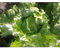 Sachet de graines de Laitue batavia Great Lakes type Iceberg - 3 g - LES GRAINES BOCQUET
