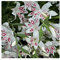 Oliwier's Bulbs 10x Gladioli Nanus Nymph Bulbs Spring Flowering Dwarf Gladiolus Multicoloured Garden Cut Flowers Autumn Planting Hardy Corms