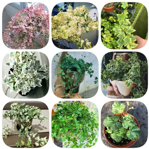 500 Pcs Efeu Pflanze Samen, Ivy Samen - Wohnzimmer Deko, Hängepflanze Efeutute Ivy Vines Samen, Winterharte Pflanzen Für Balkon Luftreinigende Zimmerpflanzen Gartendeko Für Draußen