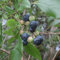 seedsown 30 graines de bleuets en corymbe