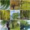 500 pcs trauerweide bonsai samen, bäume kaufen nachhaltigkeit geschenke Weidenbaum Weidensamen weide - Seltene Pflanzenserie, bonzai baum pflanzendeko seltene pflanzen steingartenpflanzen
