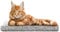 Katzen Fensterliege Fensterbank rutschfest - Katzenbett Fensterbank 50x20 cm - Weich & Kuschelig - Fensterliege für Katzen Selbstheizende Katzendecke - Waschbarer Bezug (Asche)