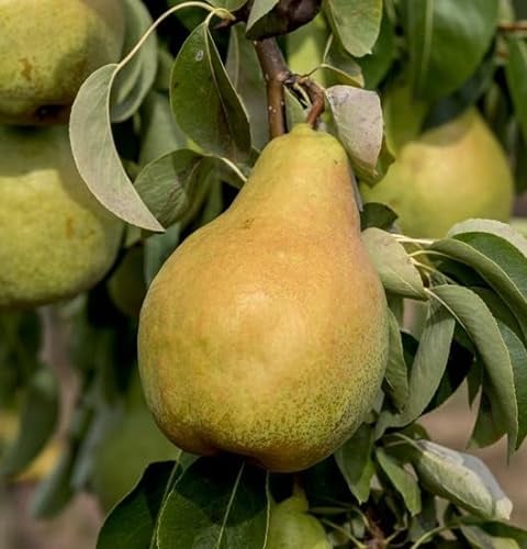 Birnenbaum `Novemberbirne´(Novembra/Xenia) Niedrigtamm(kleinbleibend), 120-140cm, im 10L-Topf