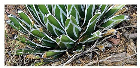 Stk - 10x Agave pintilla Agaven Garten Pflanzen - Samen ID719 - Seeds & Plants Shop by Ipsa