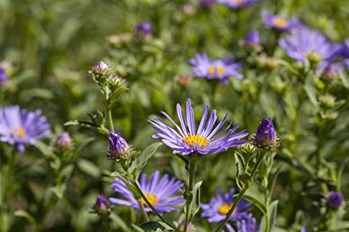 Aster amellus 'Sternkugel' ca. 9x9 cm Topf - Berg-Aster, violette Blüten, Blütezeit August-Oktober, ideal für Rabatten, bienenfreundlich, pflegeleicht