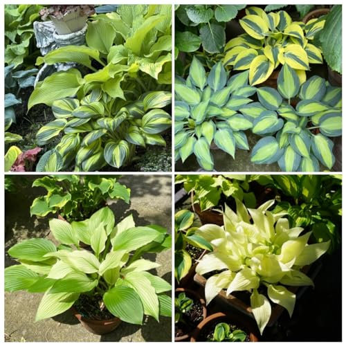 350 pcs hosta pflanze winterhart samen gartenpflanzen winterhart mehrjährig funkien pflanze winterhart balkonpflanzen winterhart farne winterhart für garten pflanzen garten bio saatgut