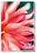 TRÖTSCH - Taschenkalender A6 Flowers 2026: Wochenkalender