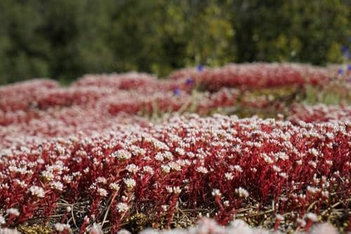 Sedum spurium Dragon Blood 100 Graines, Orpin - plante vivace
