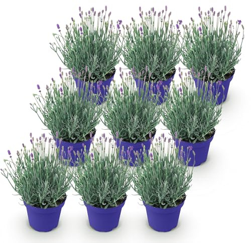 GreenboutiQ - Gartenpflanze - Lavandula angustifolia Hidcote - Lavendel - Winterhart - Lila - 9 Pflanzen - Topf 12cm - Höhe 15-25cm