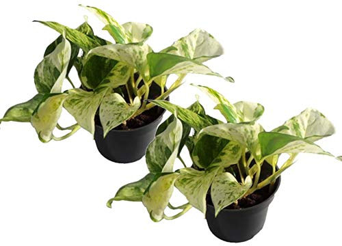 Efeutute, Scindapsus, (Epipremnum aureum) Sorte: Happy Leaf, geflecktes weiss-buntes Blattwerk, rankend, Ampelpflanze, luftreinigend (2)