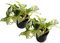 Efeutute, Scindapsus, (Epipremnum aureum) Sorte: Happy Leaf, geflecktes weiss-buntes Blattwerk, rankend, Ampelpflanze, luftreinigend (2)