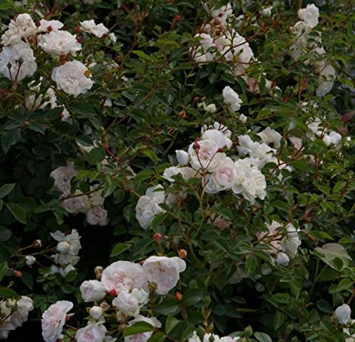Bodendeckerrose Swany® - Rosa Swany® - weiß - Meilland-Rose - Preis nach Stückzahl 2 Stück