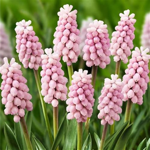 Hyazinthenzwiebel-Winterhart MehrjäHrig,HyazinthenblüTen,Hyazinthen Rhizome,Hyazinthen Zwiebeln,Bonsai Pflanze,Traubenhyazinthen,Schnittblumen-4zwiebeln-e
