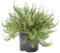 Verdecora Tomillo Ecológico en maceta Ø13cm | Thymus vulgaris | Planta Aromática Natural y Ecológica | Ideal para Cocinar y Decorar