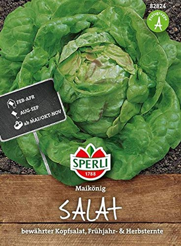 Sperli Kopfsalatsamen Meikoningin 82824 - bewährte Freilandsorte für Frühjahr & Herbst, zarte gelblich-grüne Köpfe mit rötlichen Rändern, Zarter Buttersalat für Freiland & Hochbeet, hohe Keimrate