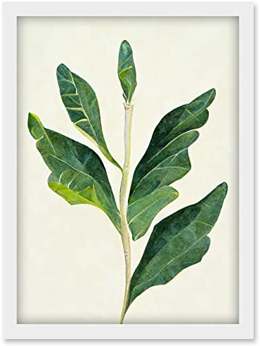 Doppelganger33 LTD Detail Of Rubber Fig Plant Botanical Illustration Artwork Framed Wall Art Print A4