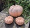 B-Ware ! Kürbisse 3er Set aus Terracotta Terrakotta, 1 x groß 14 cm hoch, 2 x klein 7 cm hoch Deko Halloween Garten Obst Figur Landhaus Herbst Erntedankfest