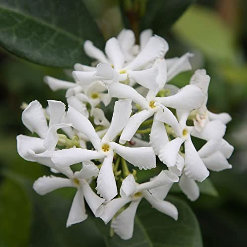 Plant Theory 90cm Cane Trachelospermum jasminoides Star Jasmine White Flowering Vine Climbing Plant 2L Pot