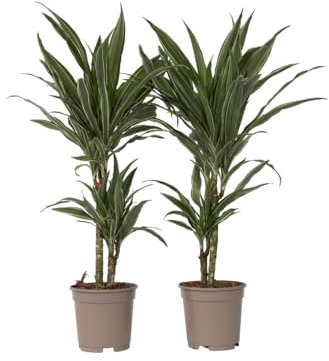 Plant in a Box - Dracaena deremensis 'Warneckei' - Lot de 2 - Dragonnier - Pot 17 cm - Hauteur 60-70 cm