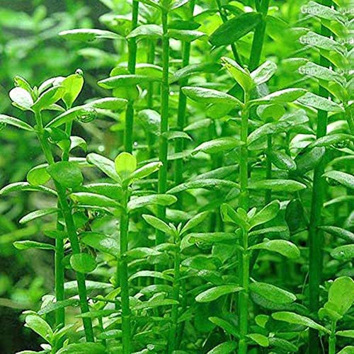 Haloppe 50 piezas de semillas de plantas de hierba de agua para plantar en el jardín del hogar, semillas de plantas de acuario decoración de tanque de peces de tortuga de hierba de agua