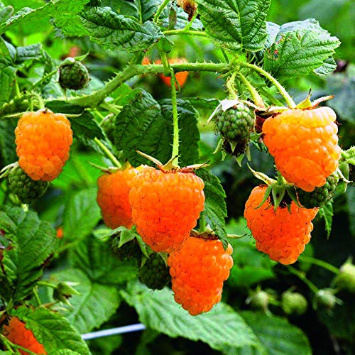 Portal Cool Lampone Tutti Oro Piante da Frutto Busch 9cm Radikat Rubus Giallo Del> £ 25