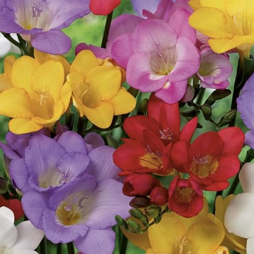 Bloomique - Mix di 50 - Mix di fresia - Mix di colori - Bulbi da fiore - Perenne - Fioritura estiva - Cresce fino a 30-45 cm