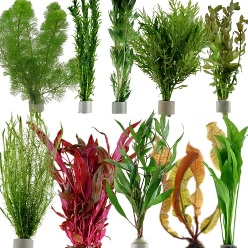 Live Aquarium Plants Bunched for Tropical Fish Tanks Coldwater Aquatic Assorted Plant Variety (25)