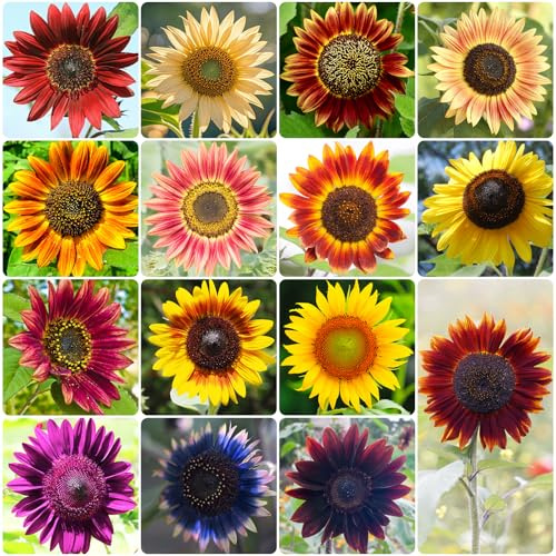 300+ Sunflower Seeds for Planting 15 Varieties Sunflower Blend for Outdoor