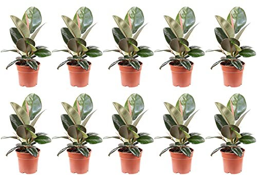 10er-Set Gummibaum - echte Zimmerpflanze, Ficus elastica 'Robusta' - Höhe ca. 50 cm, Topf-Ø 17 cm