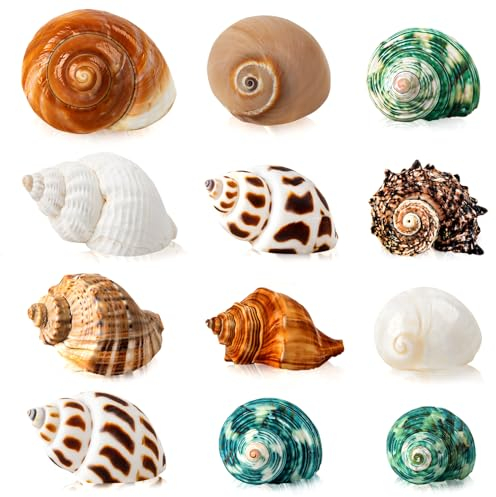 SKOOLOVE 12 pcs Einsiedlerkrebse Gehäuse, Natürliche Meeresmuschel Größe 4-8CM, Große Muscheln Deko, Muscheln für Aquarium, Maritime Deko Muscheln