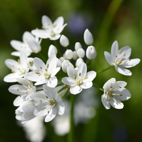 Super Saver Spring Flowering Collection 1000 Bulbs for Colourful Beds, Borders & Pots Allium, Crocus, Tulip & More Great Value Garden Display by Thompson and Morgan