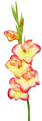 The Bulb Farmers - 120 x Gladiool 'Las Vegas' - Rot mit Gelb - Blumenzwiebeln direkt vom Züchter - Sommerblüher - Zwiebelgröße 10+ (die optimale Größe für den Garten)