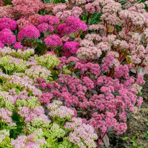 Colección Maravilla Sedum (5 Plantas/Raíces), gran mezcla perenne, Perennes resistentes de Holanda, plantas de jardín para descuentos (sin semillas, no artificiales y bulbos)