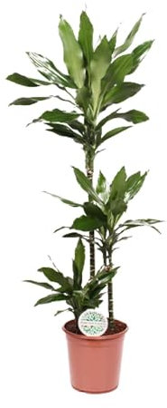 Dracaena Janet Lind - 120-130cm - Ø24cm - Plante d'intérieur - Vert persistant