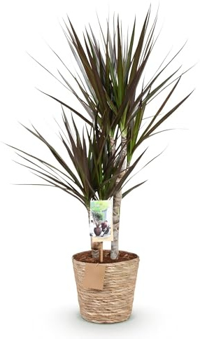 Dracaena Magenta – 70-80cm – 17cm mit Korb – Pflegeleichter Drachenbaum – Rot-Grüne Zimmerpflanze mit eleganten Blättern – Ideal für moderne Wohn- & Arbeitsräume