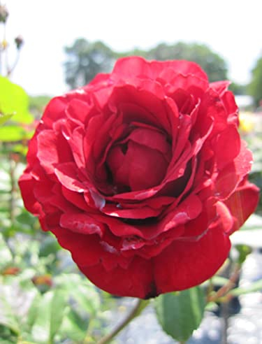 Rosa Nina Weibull® - Stammrose Nina Weibull®