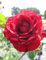 Rosa Nina Weibull® - Stammrose Nina Weibull®