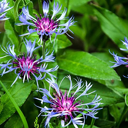 vivaces Graines de bleuet - centaurée Montana