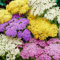Achillea Kollektion (10 Pflanzen) - Mix von 3 Sorten - Winterhart und Mehrjährig - Stauden aus Holland, blühende & duftende Pflanzen für Garten und Beete (kein Samen, Zwiebeln und nicht künstlich)