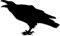 Decus Shop Raven Rabe // Sticker OEM JDM Style Aufkleber