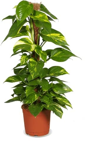 Efeutute am Moosstab | Epipremnum Aureum | ca. 50-60 cm | ø 12-15 cm Topf | Pflegeleichte Zimmerpflanzen für Wohnung und Büro | Qualität vom Pflanzen Profi | Ideale Raumbegrünung
