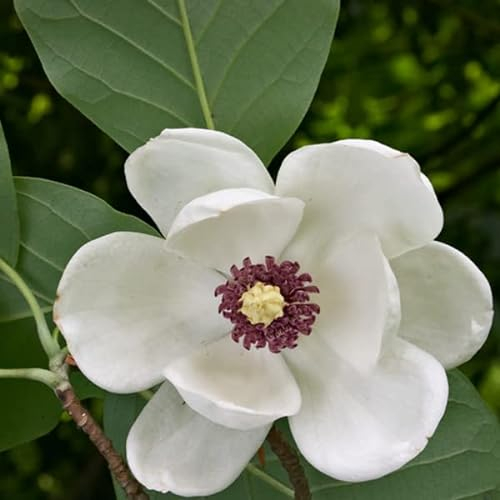 Magnolie sieboldii - Magnolia sieboldii 50-60 C - 50-60 cm Topf